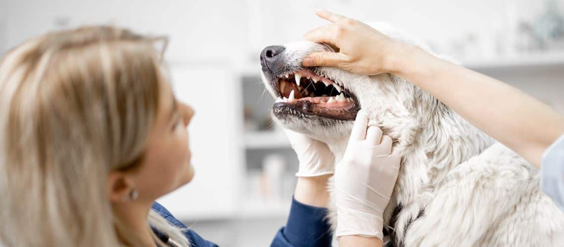 Tierarzt kontrolliert Zähne beim Hund.