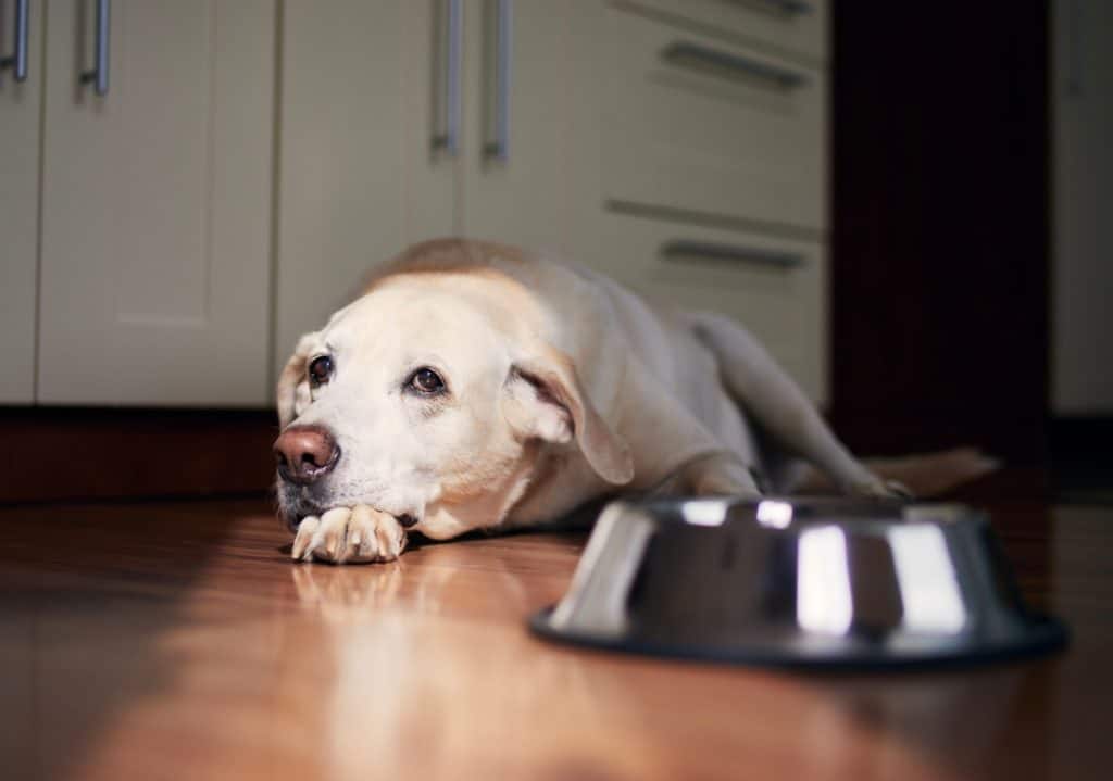 Hund frisst sein Futter nicht.