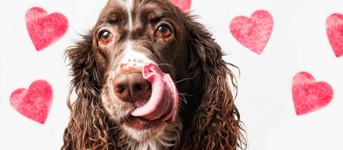 Geschenke zum Valentinstag für Hunde