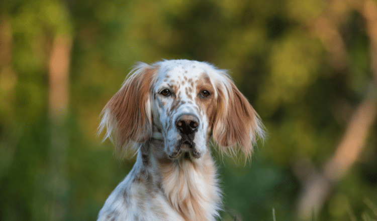 Nachhaltige Hundeernährung