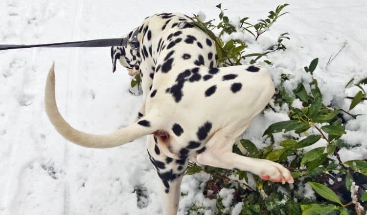 Hund mit Blasenentzündung im Winter.