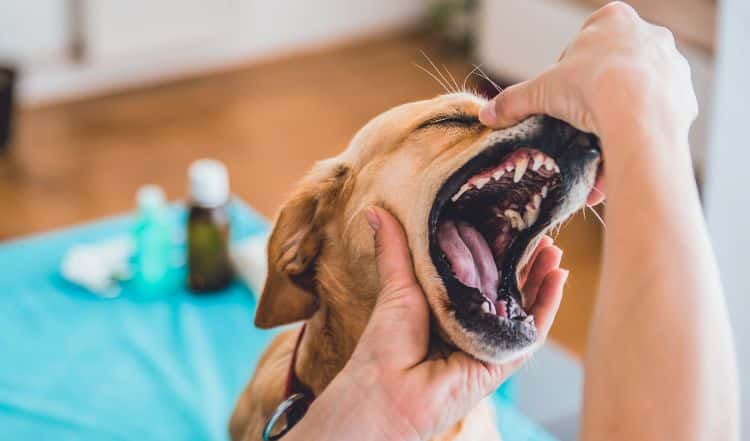 Zahnpflege beim Hund