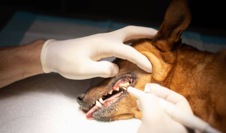 Zahnstein entfernen beim Tierarzt