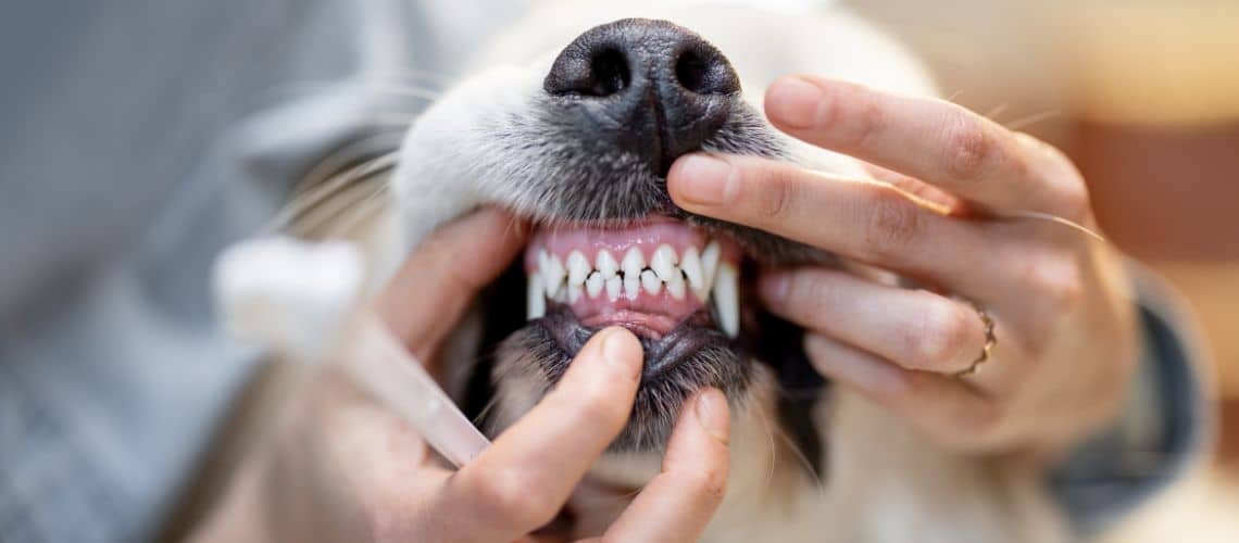 Zahnkontrolle beim Hund