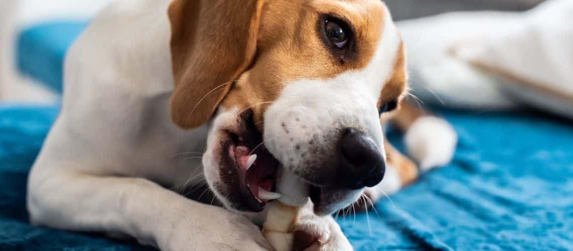 Hund kaut am Kauartikel