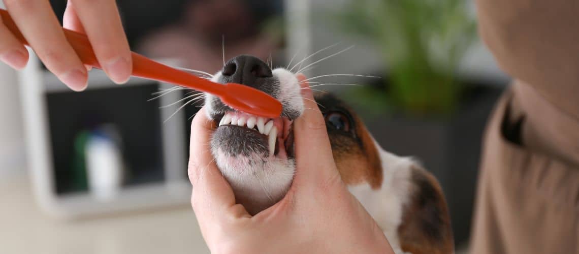 Hund beim Zähneputzen