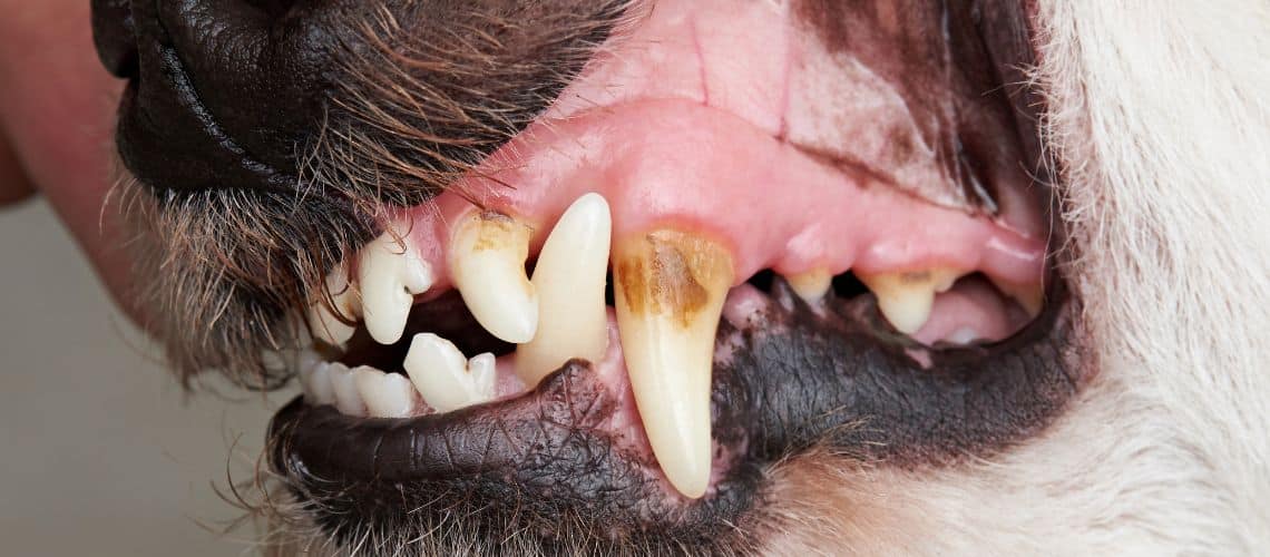 Zahnstein bei Hunden, gelbe Verfärbungen an den Zähnen.