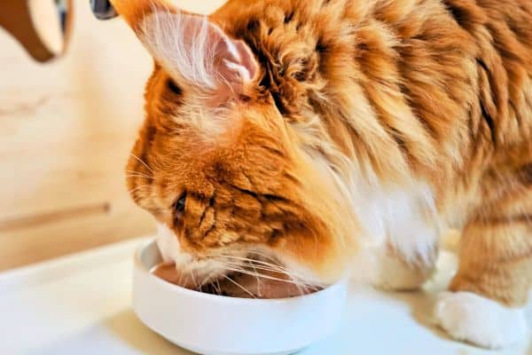 Kater trinkt eine leckere Mahlzeit.