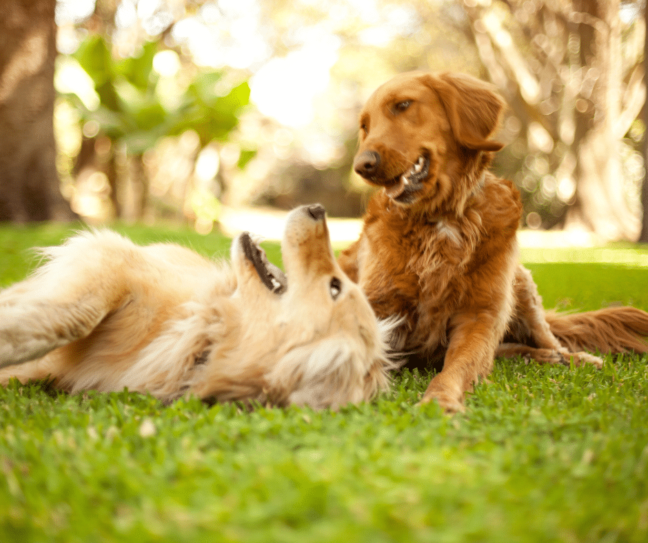 Hunde spielen miteinander