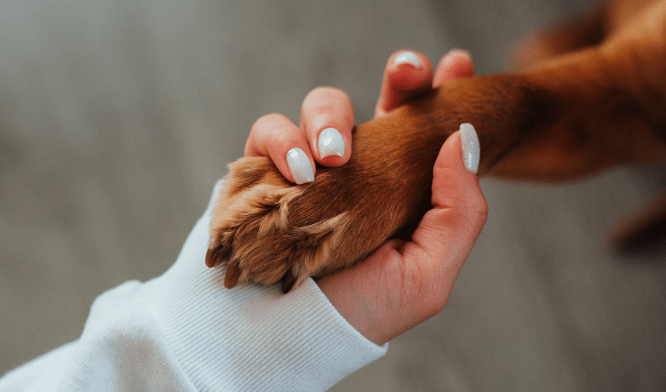 Menschenhand und Hundepfote