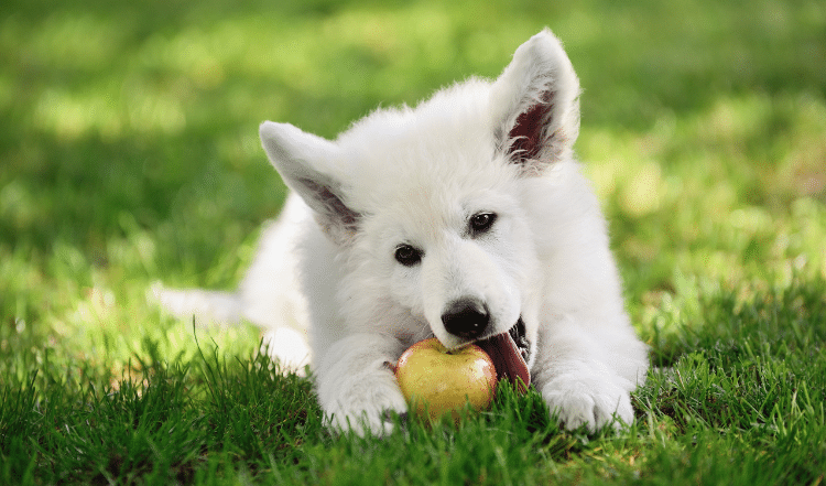 Alles über Nährstoffe für Deinen Hund.