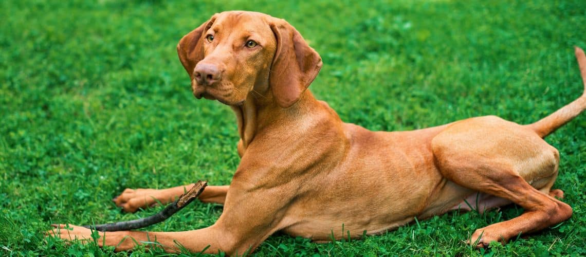 Hund mit leichtem Gewichtsverlust