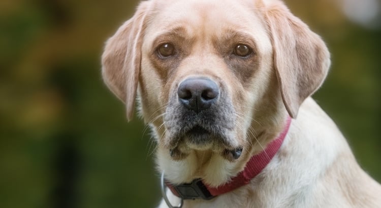 Senioren Hund in der Natur