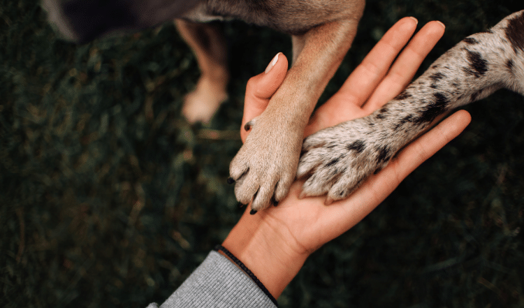 Zeit mit dem Hund