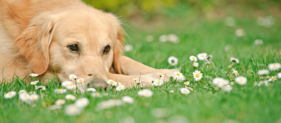 Ein Golden Retriever auf einer Blumenwiese