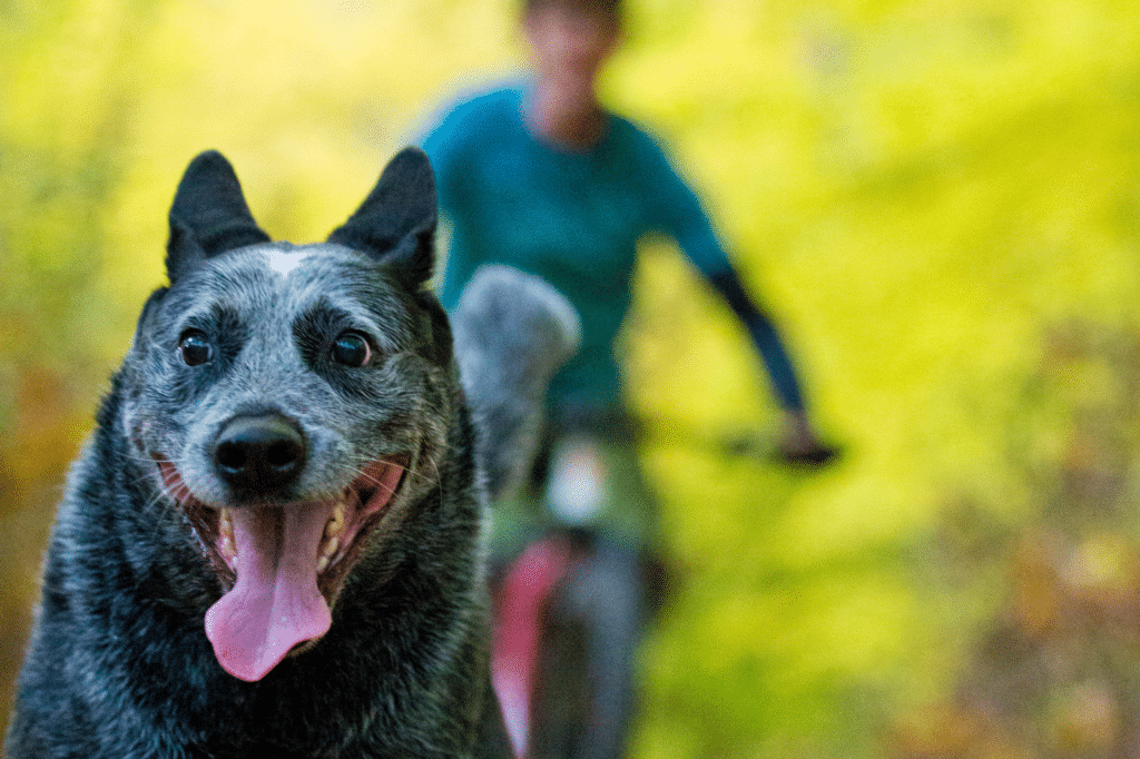 Im Vordergrund ein Hund, im Hintergrund ein Fahrradfahrer.