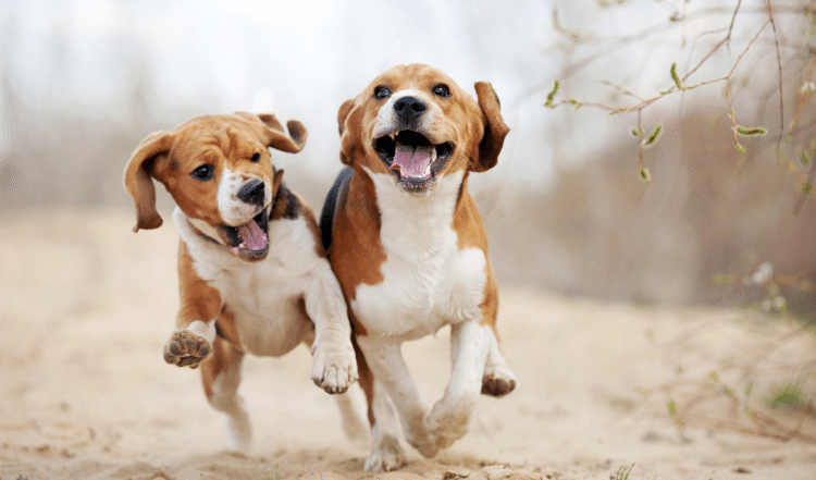 Zwei Hunde beim Spielen.