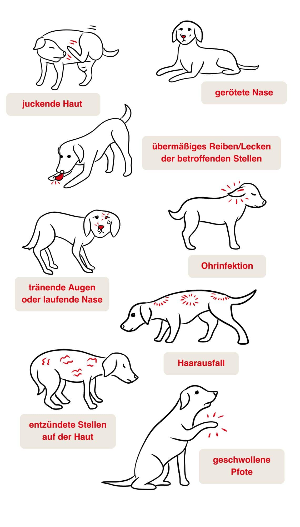 Symptome bei einer Pollenallergie beim Hund.