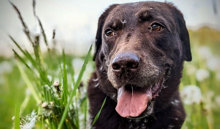 Pollenallergie beim Hund