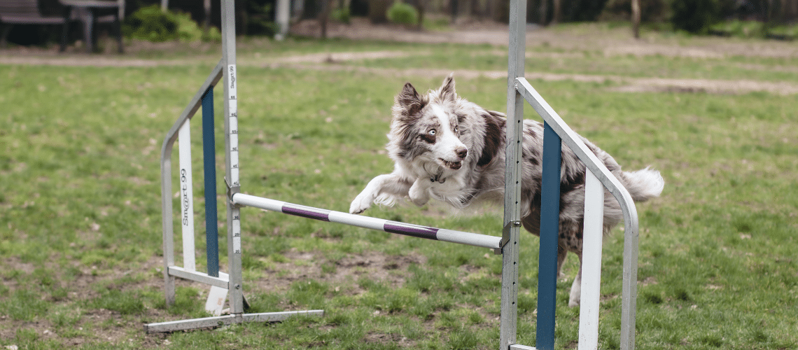 Hund springt über eine Hürde