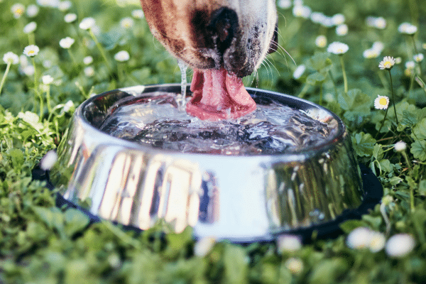 Ein Hund trinkt Wasser aus einem Napf