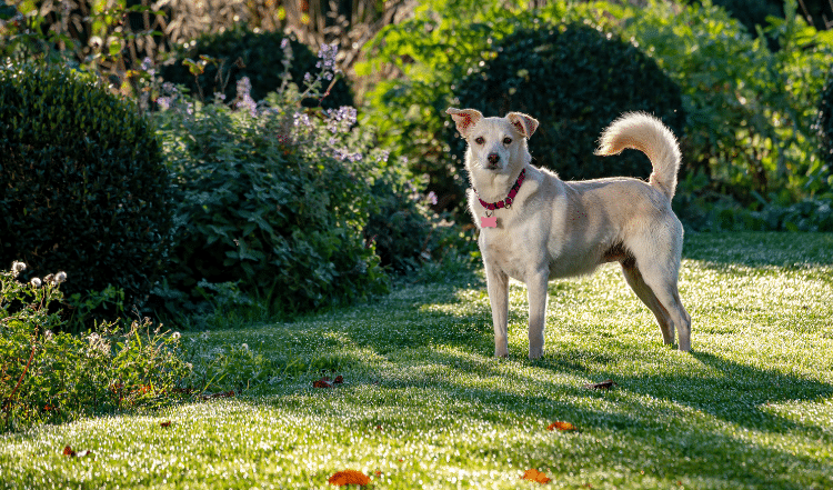 Hund im Schatten.