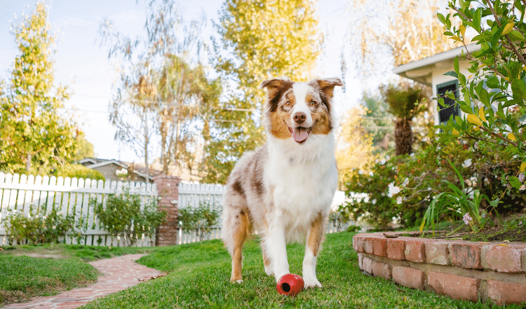 Hund im Garten.