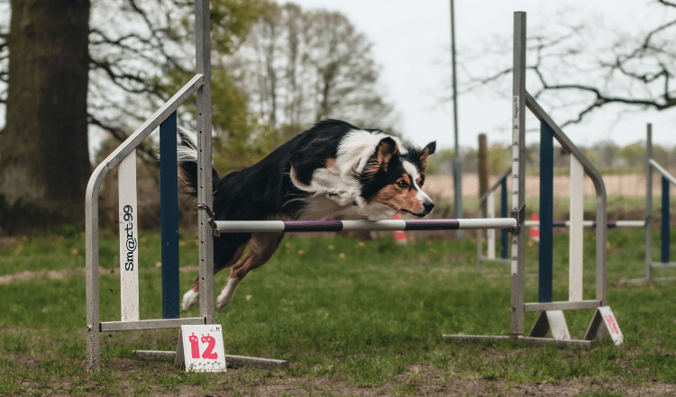 Ein Hund beim Agility.