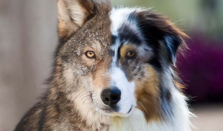 Hund und Wolf - der Vergleich