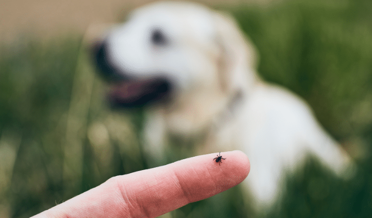 Zecken beim Hund.