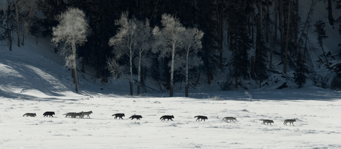Ein Wolfsrudel im Winter
