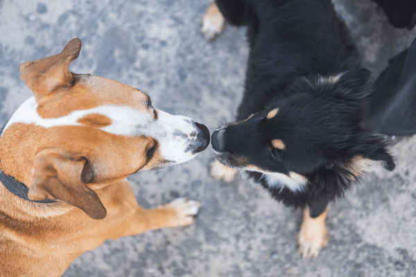 Zwei Hunde beschnuppern sich