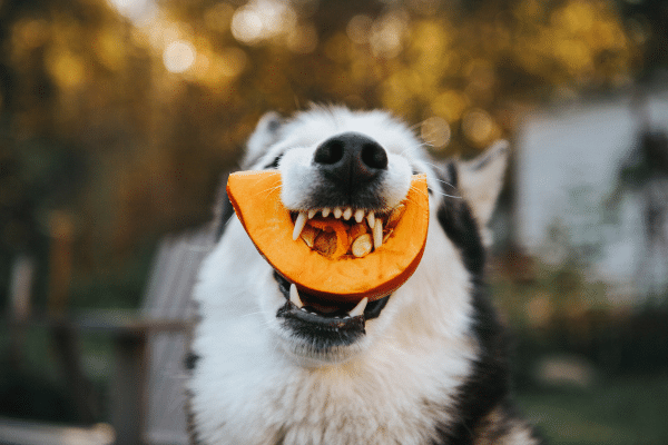 Ein Hund frisst einen Kürbis