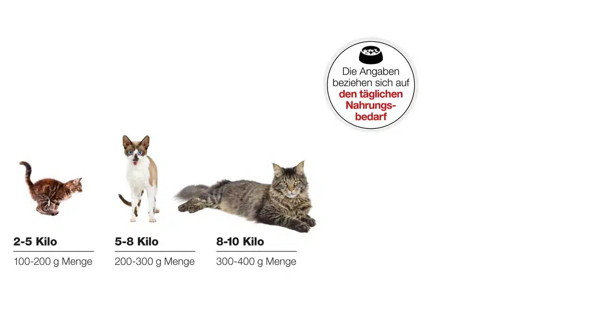 Katzen richtig barfen: „Wie viel darf ich füttern?“