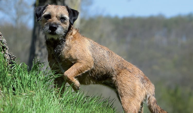 Der Border Terrier