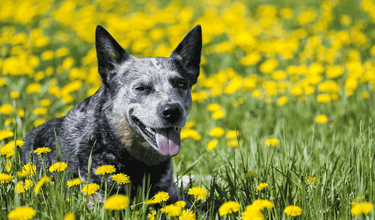 Der Australian Cattle Dog