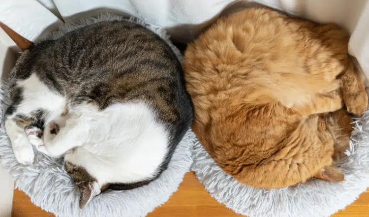 Fellpflege & Haartypen bei Katzen