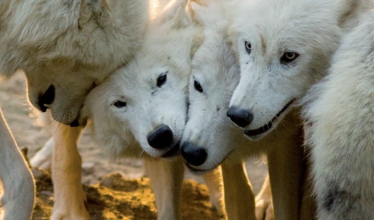 Evolution von Hund & Katze