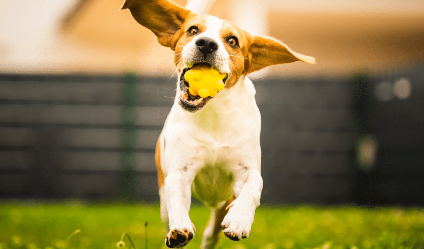 Ideen für das Osterfest mit Hund