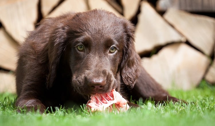 BARF Expertenkolumne: Die Energetik von Lebensmitteln