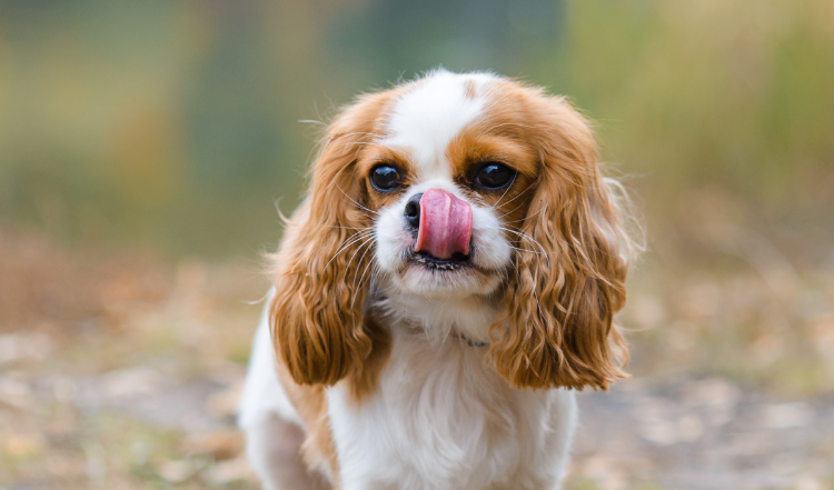 Sodbrennen beim Hund