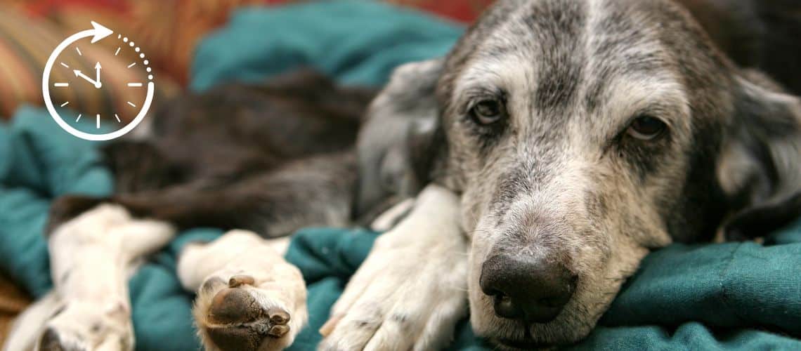 &Auml;lterer Hund in der Ruhephase.