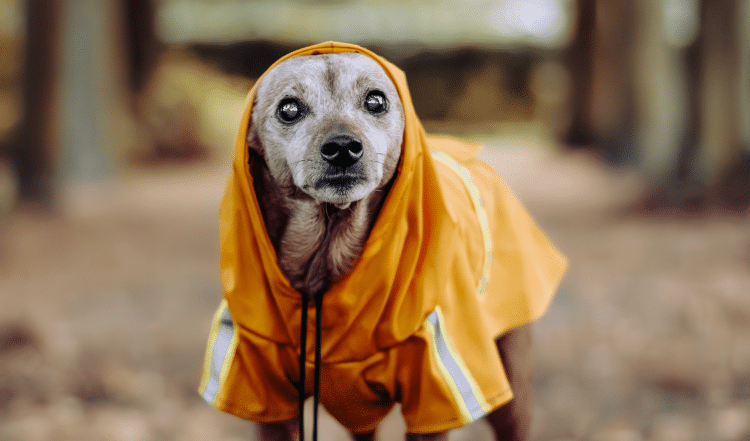 Das Immunsystem von Hunden stärken