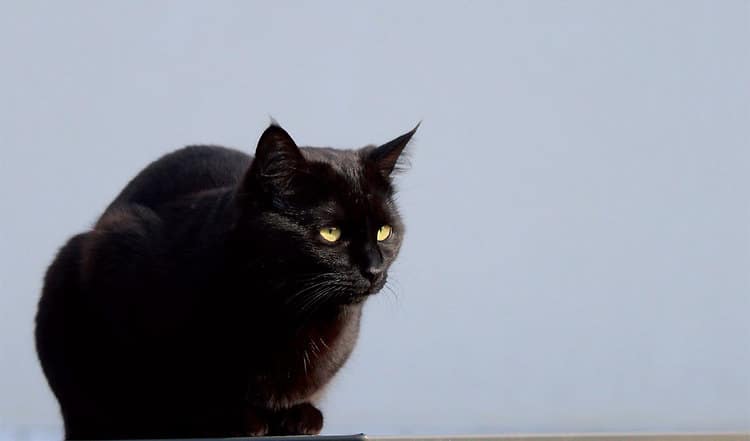 Überlebenskünstler Katze