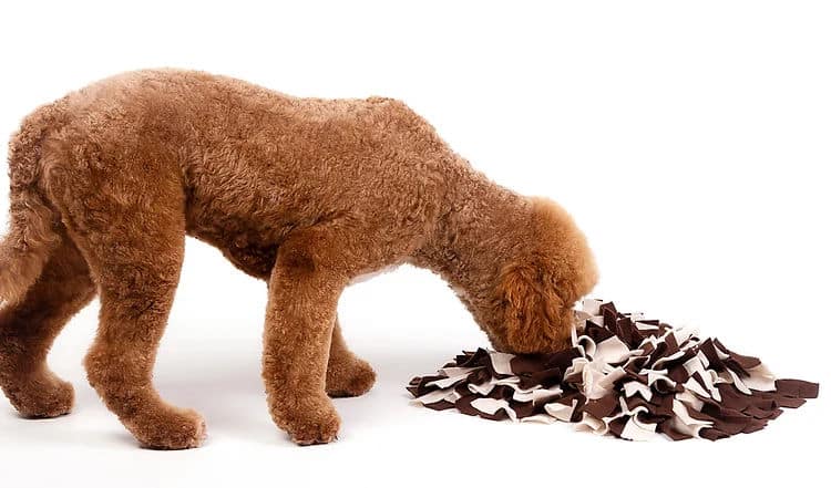 DIY – Schnüffelteppich für Selbermacher