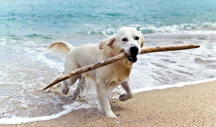 Der Apportierhund – Gebrauchshund