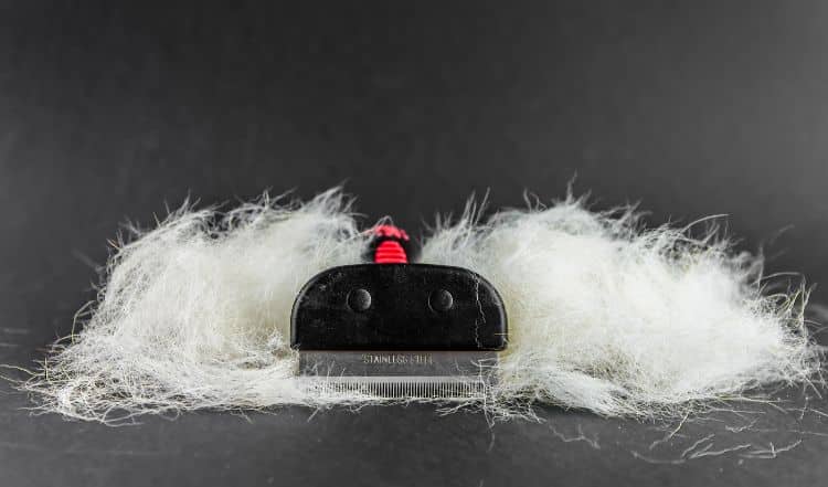 Fellwechsel beim Hund: so hilfst Du Deinem Hund