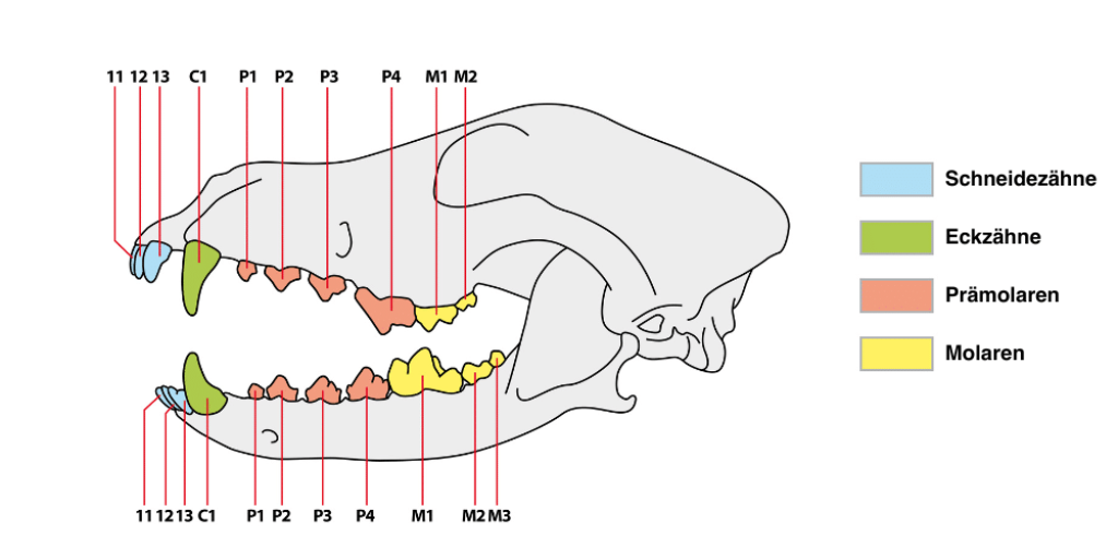 Magazin_Bild_Das_Gebiss_des_Hundes-01 Magazin_Bild_Das_Gebiss_des_Hundes-01