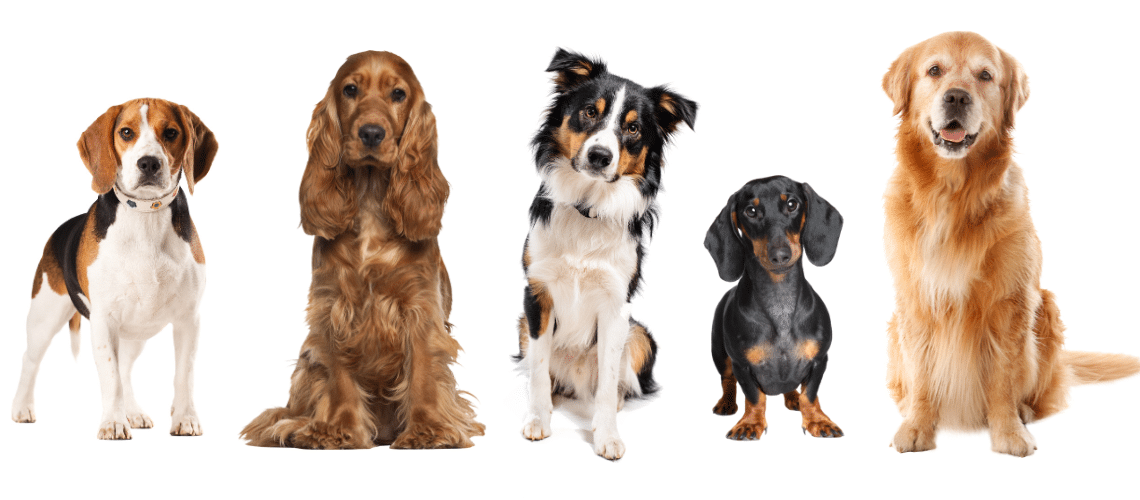 Hunderassen, die zu &Uuml;bergewicht neigen.