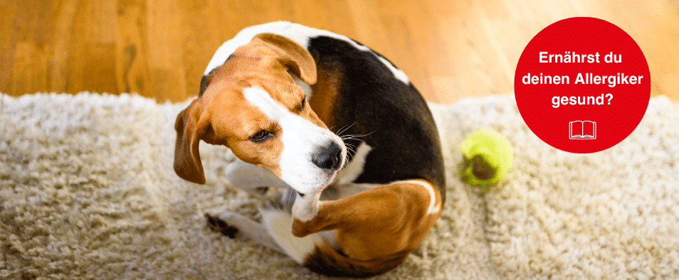 BARF für allergische Hunde & Katzen